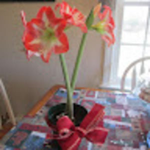 Meet your Posher, Norma